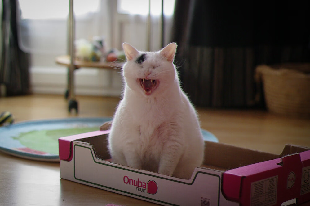 山东泰山防守体系优化，山东泰山队近况