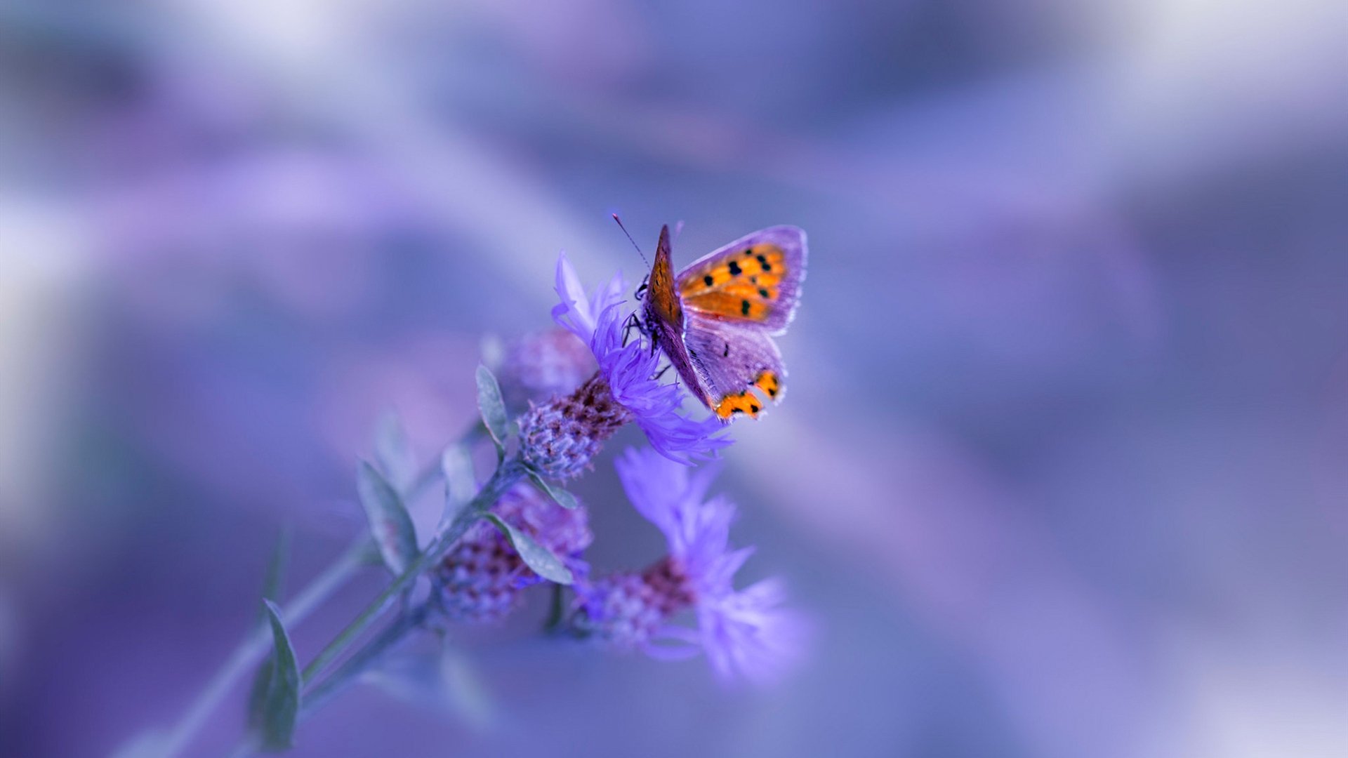 利物浦压制力持续上升打出完整体系,利物浦太强了