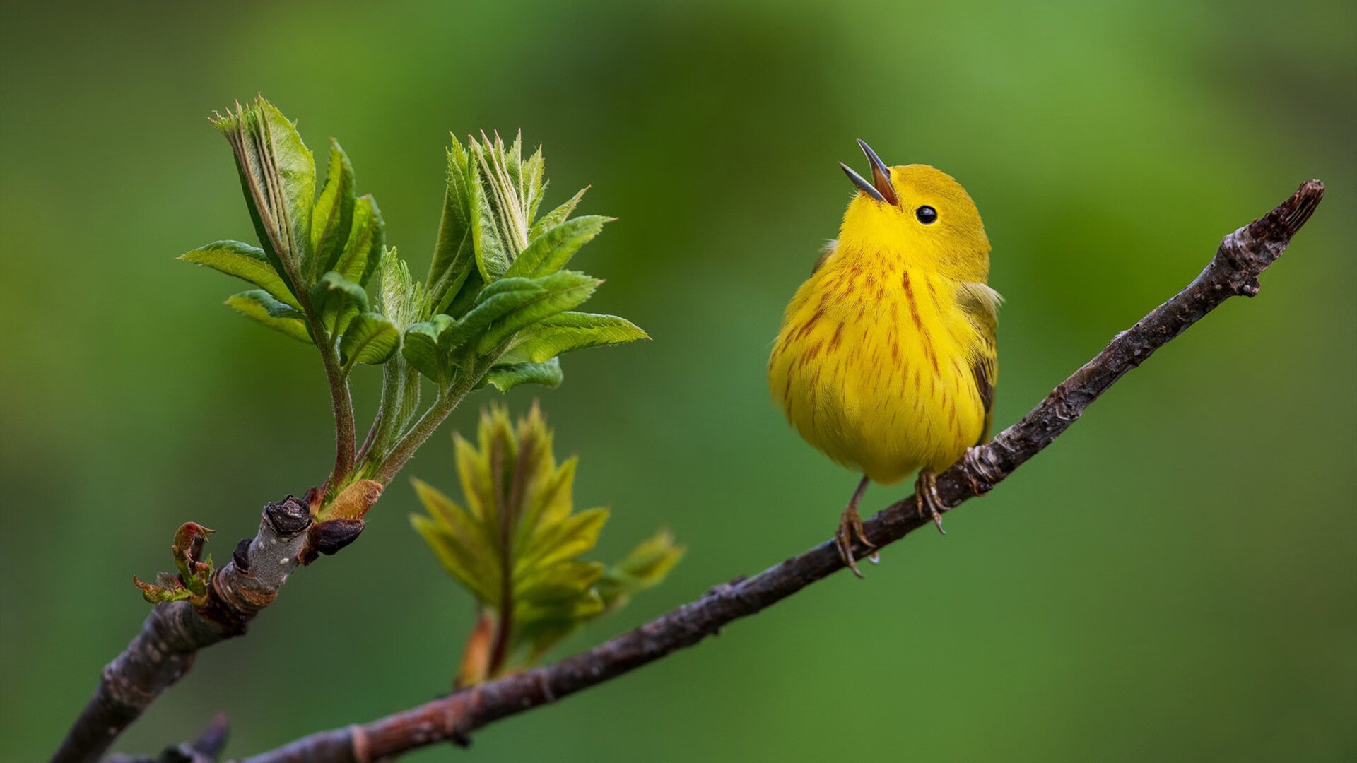 蛙泳新秀打破个人最佳，蛙泳大神