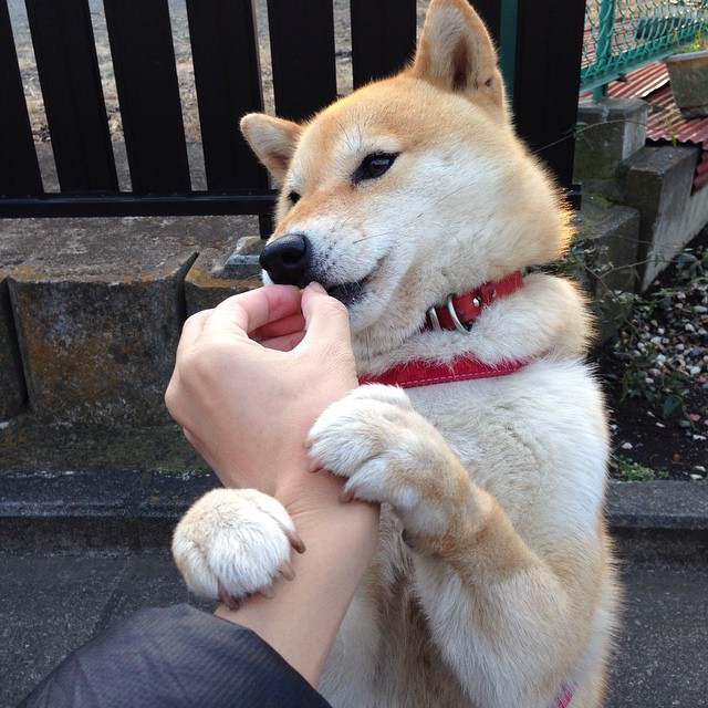 中国足球联赛注重塑造球员正面社会形象,中国足球反映出该国家社会形态