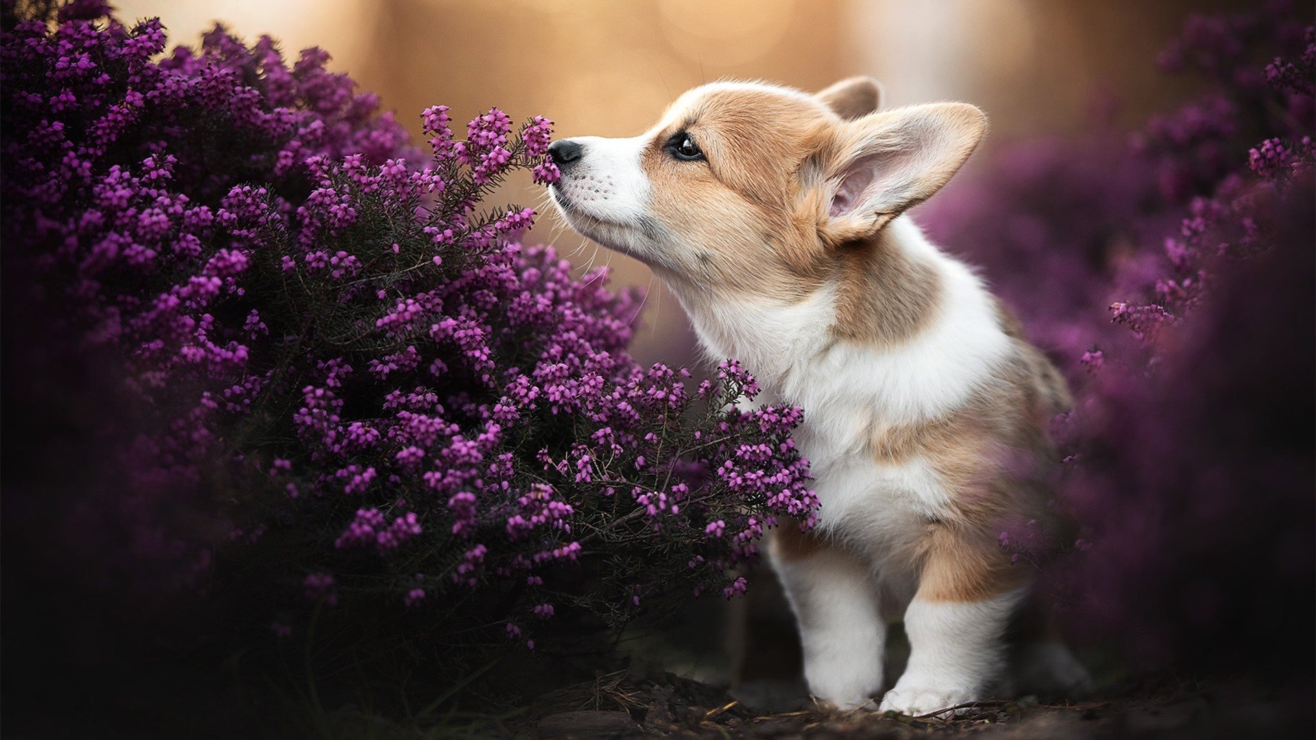 中甲俱乐部搭建线上球迷社群增强支持互动感，足球联赛交流群