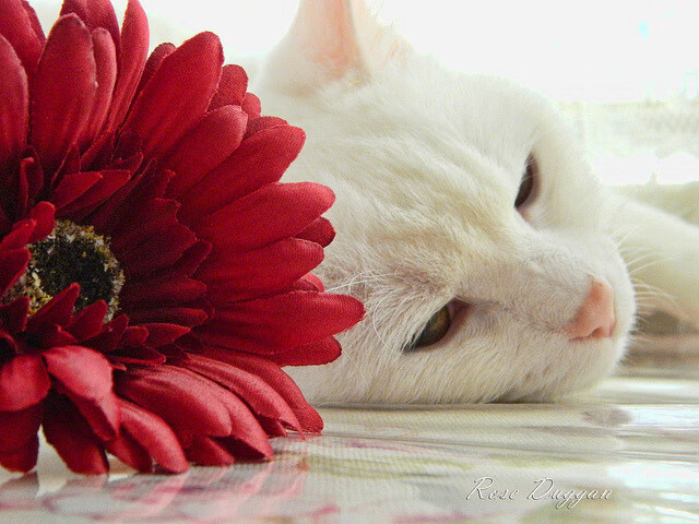 尤文图斯成功引援，中场实力大幅提升