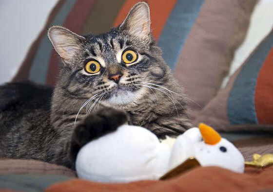 开云平台-德国名将沙欣宣布退役，足球生涯完美句点