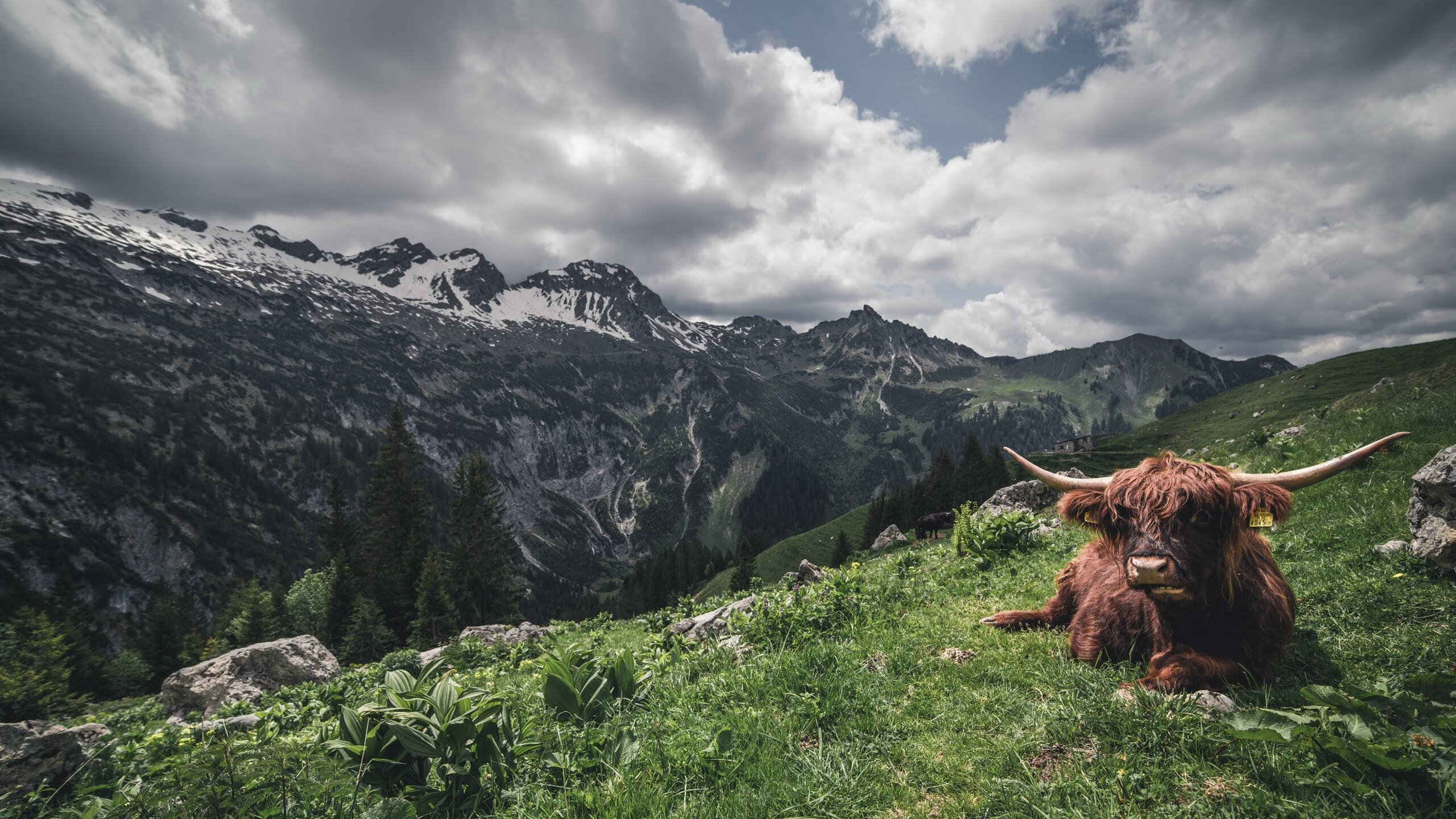田径运动视频数据库接入国家科研平台,田径训练网站