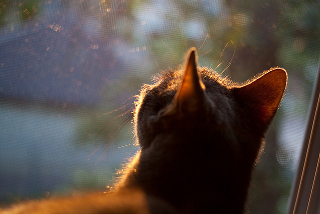 自由泳接力南非男队逆袭夺胜，男子自由泳决赛